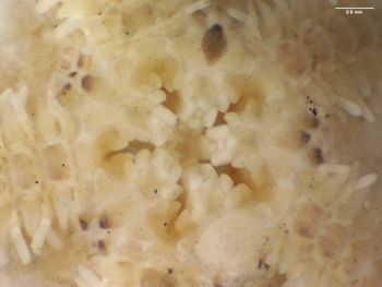 Media type: image; Invertebrate Zoology OPH-6796